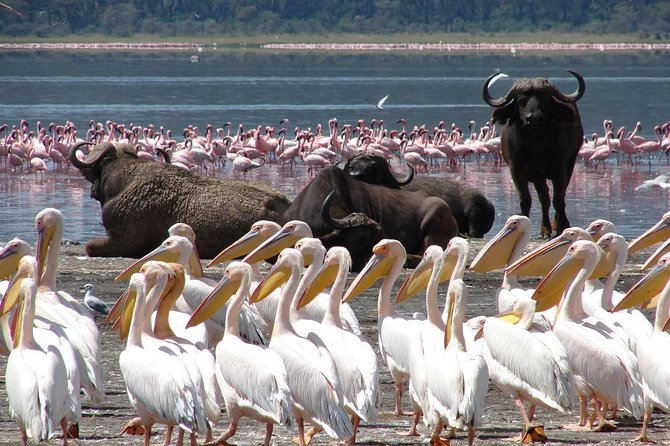 Lake Nakuru National Park – Nakuru
